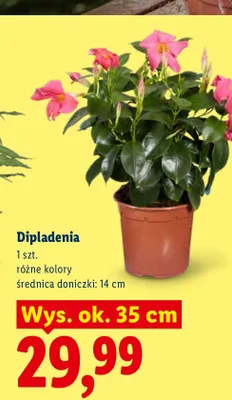 Dipladenia wys. ok. 35 cm promocja w Lidl