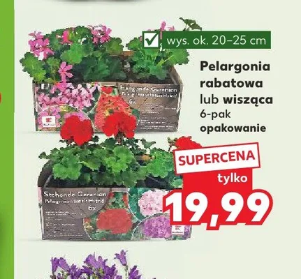 Pelargonia promocja w Kaufland