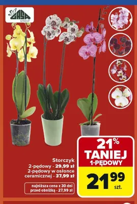 Storczyk 2-pędowy promocja w Carrefour