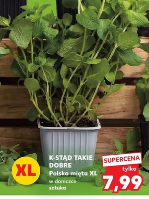 Mięta w doniczce XL K-Stąd Takie Dobre promocja w Kaufland