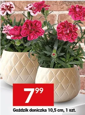 Gadzik doniczka promocja w Twój Market