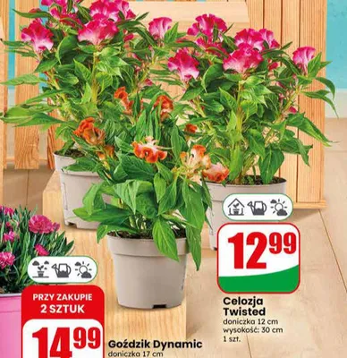 Celozja Twisted doniczka 12cm wysokość 30cm promocja w Dino