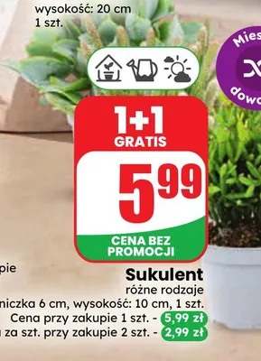 Sukulent promocja w Dino