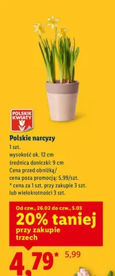 Polskie narcyzy promocja w Lidl