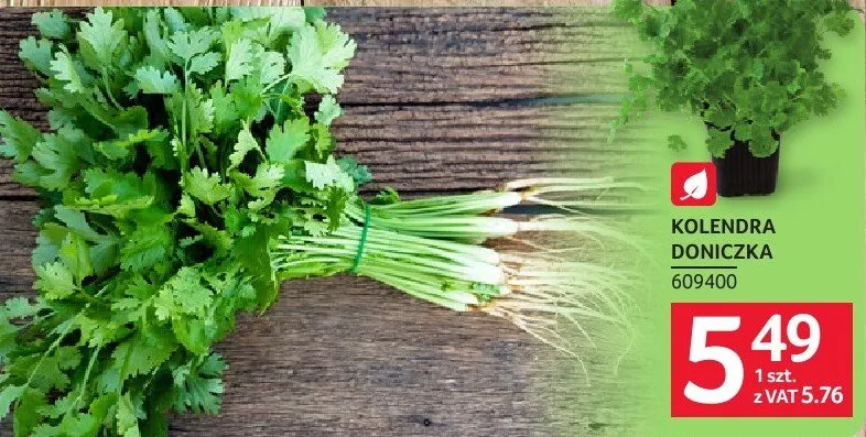 Kolendra doniczka promocja w Selgros