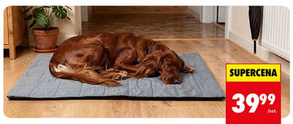 Legowisko prostokątne płaskie dla psa Activ'Pet 90x60 cm promocja w Biedronka