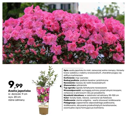 Azalia japońska promocja w Bricomarche