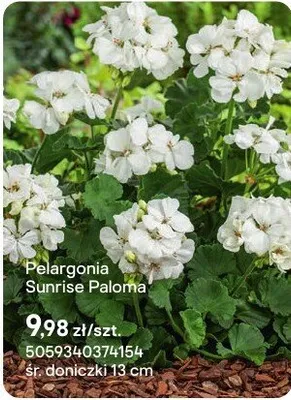 Pelargonia Sunrise Paloma promocja w Castorama