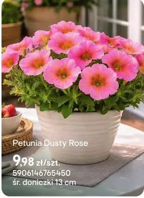 Petunia Dusty Rose promocja w Castorama