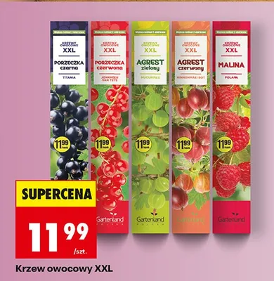 Krzew owocowy XXL  promocja w Biedronka