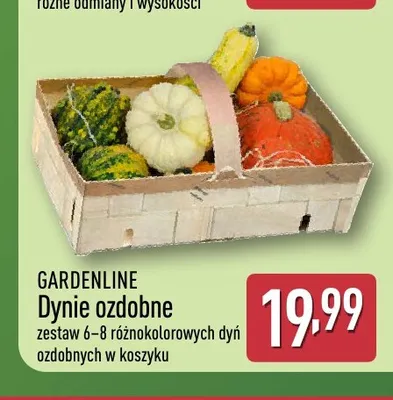 Dynie ozdobne Gardenline promocja w Aldi