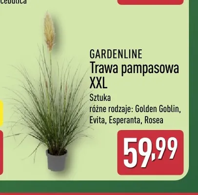 Trawa pampasowa Xxl Rosea Gardenline promocja w Aldi