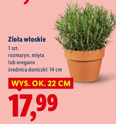 Zioła włoskie mięta  promocja w Lidl
