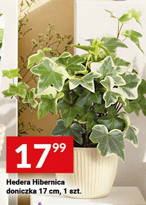 Hedera Hibernica doniczka promocja w Twój Market