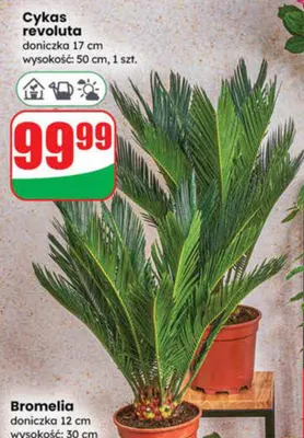 Bromelia promocja w Dino
