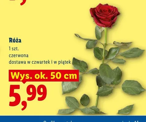 Róża czerwona promocja w Lidl