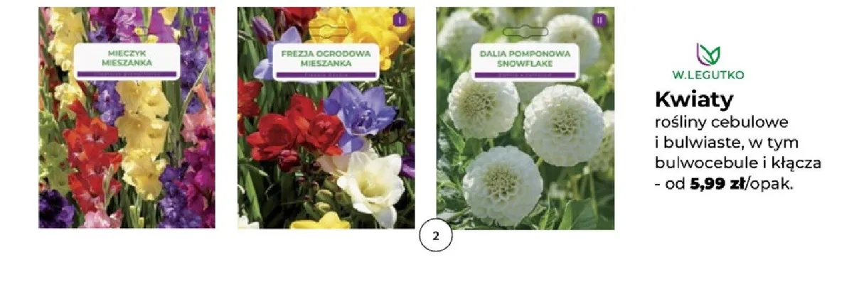 Kwiaty cebulowe frezja ogrodowa mieszanka promocja w PSB Mrówka