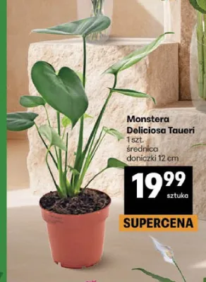 Monstera Deliciosa Taueri promocja w Delikatesy Centrum