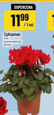Cyklamen promocja w POLOmarket