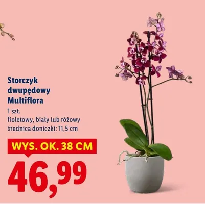 Storczyk dwupędowy Multiflora promocja w Lidl