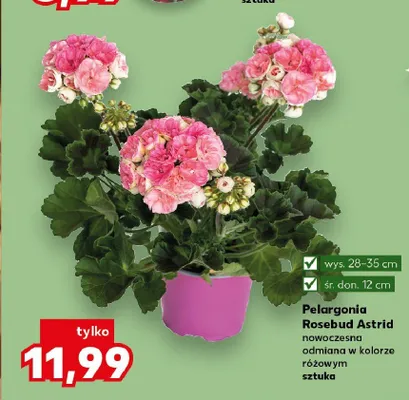 Pelargonia Rosebud Astrid nowoczesna odmiana w kolorze różowym wys. 28-35cm śr. don. 12cm promocja w Kaufland