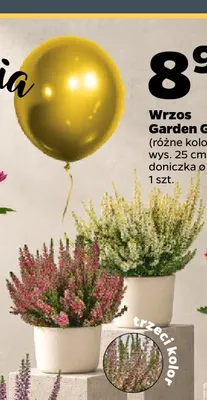 Wrzos Garden Girls promocja w Netto