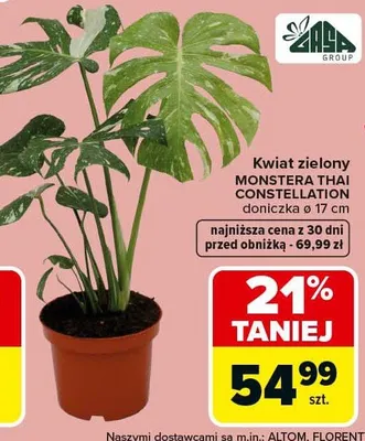 Kwiat zielony Monstera Thai Constellation doniczka ø 17cm promocja w Carrefour