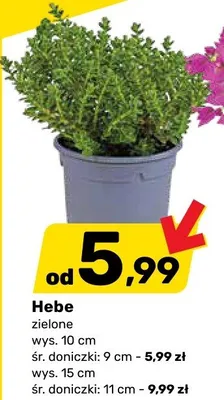 Gazetka, strona 11 promocja w Bricomarche