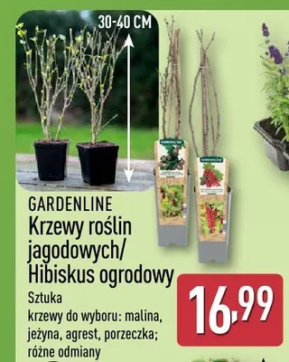 Krzewy roślin jagodowych/hibiskus ogrodowy promocja w Aldi