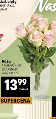 Róża wys. 50 cm promocja w Delikatesy Centrum