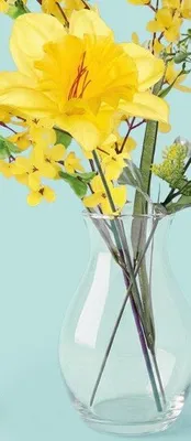 Żonkil promocja w Kaufland