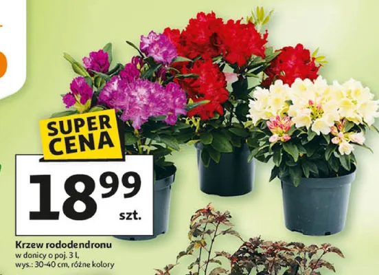 Krzew rododendronu promocja w Auchan