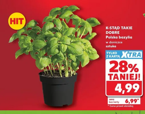 Bazylia w doniczce K-Stąd Takie Dobre promocja w Kaufland