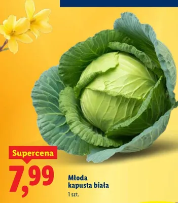 Kapusta biała młoda 1 szt. promocja w Lidl