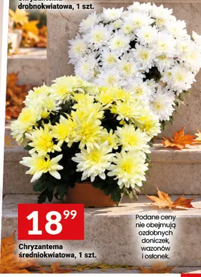 Chryzantema średniokwiatowa promocja w Twój Market