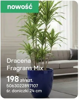 Dracena Fragrans Mix promocja w Castorama