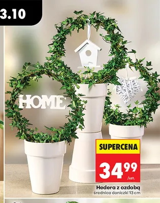 Hedera z ozdobą promocja w Biedronka