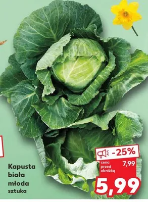Kapusta biała młoda promocja w Kaufland