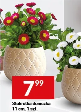 Stokrotka doniczka promocja w Twój Market