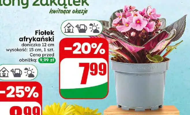 Fiołek afrykański promocja w Dino