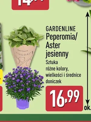 Peperomia Gardenline promocja w Aldi