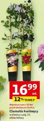Clematis kwitnący w donicy promocja w Auchan