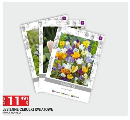 Jesienne cebulki kwiatowe promocja w Merkury Market