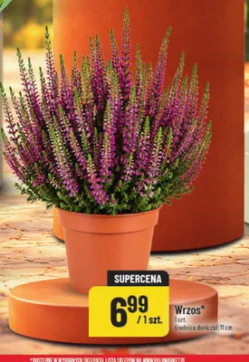 Wrzos średnica doniczki 11 cm promocja w POLOmarket