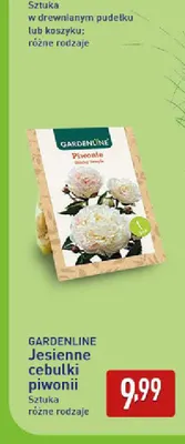 Jesienne cebulki piwonii Gardenline promocja w Aldi