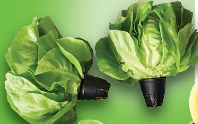 Gazetka Express, strona 1 promocja w Stokrotka