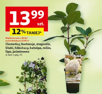 Jaśminowiec w donicy promocja w Auchan