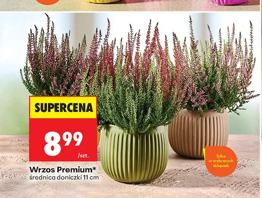 Wrzos Premium średnica doniczki 11 cm promocja w Biedronka