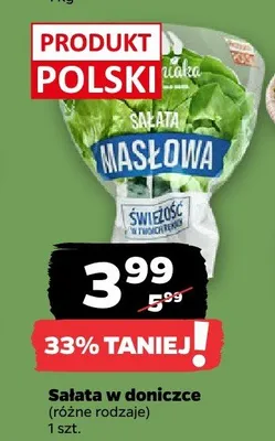 Sałata w doniczce (różne rodzaje) promocja w Netto