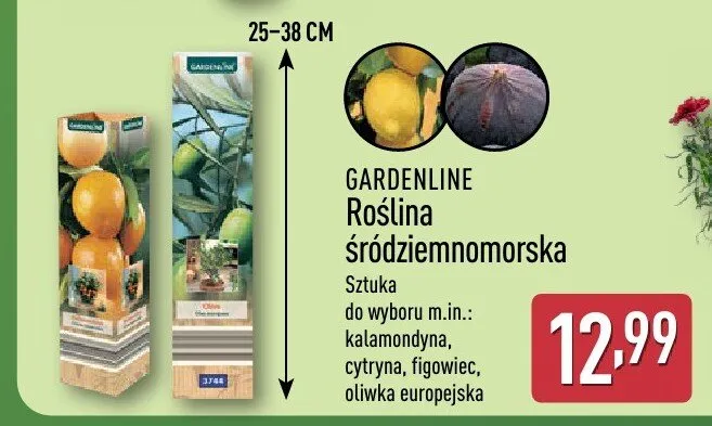 Roślina śródziemnomorska Gardenline oliwka europejska promocja w Aldi